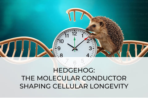 HEDGEHOG: THE MOLECULAR CONDUCTOR SHAPING CELLULAR LONGEVITY