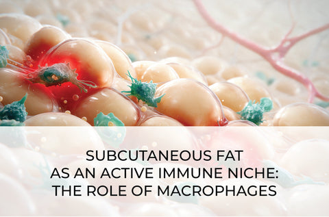 SUBCUTANEOUS FAT AS AN ACTIVE IMMUNE NICHE: THE ROLE OF MACROPHAGES